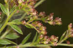 Hairy pinweed